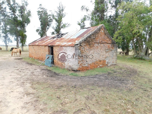 Imagen 9 de 13 de Campo- Chacra En Venta- Entrada De Pueblo Garzon-35 Hectareas - Garzón Pueblo Garzón