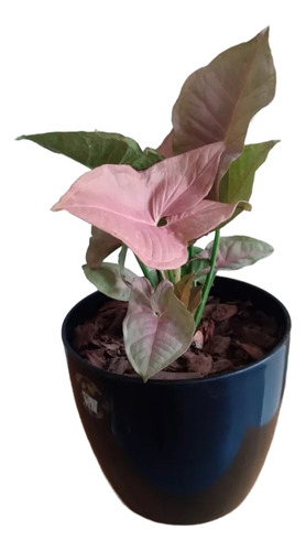 Syngonium Rosado Pink 