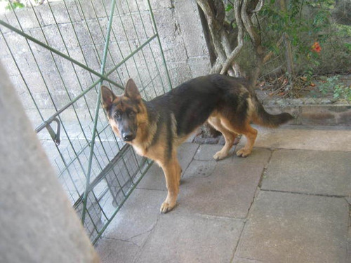 Imagen 3 de 10 de *la Aldea Guarderia Y Pensionado Canino*