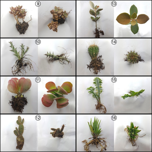5 Mudas De Suculentas E Mini Cactos Especiais Kit Plantas