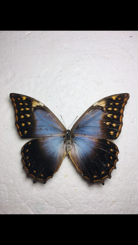 Mariposa Morpho Theseus Azul Cuadro Decorativo