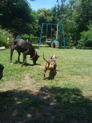 Adiestramiento Canino Y Pensionados