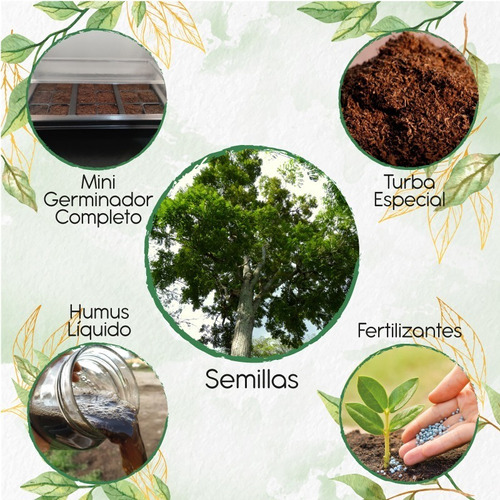 50 Semillas De Árbol Cedro Rosado + Kit De Germinación Espec