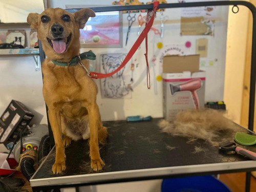 Peluquería Canina También A Domicilios