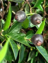 Guaviyu, Árbol Frutal Nativo