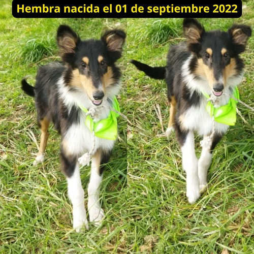 Imagen 6 de 8 de Pastor Collie Cachorros
