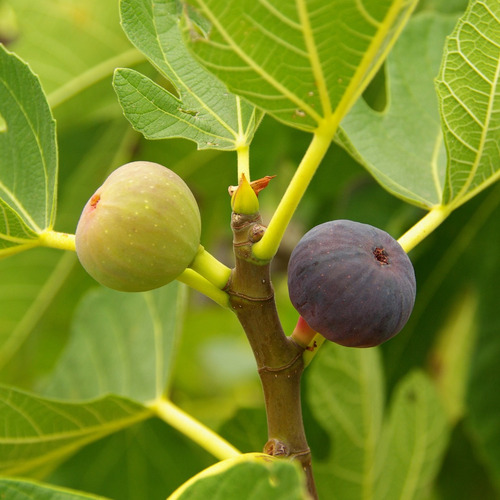 Arbol De Higos - Higueras