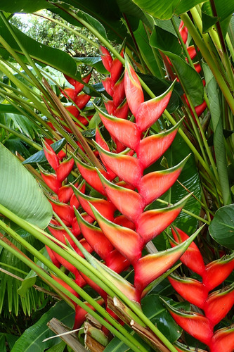 8 Mudas Heliconia Bihai - Graúdas Altura Maior 30cm