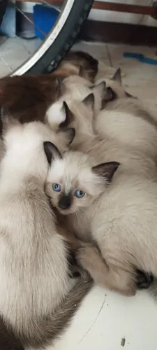 Gaticos Siameses En Venta