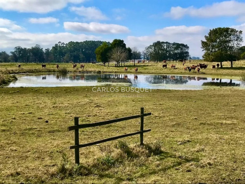 Chacra En Venta De 5 Hectáreas - Camino Medellin