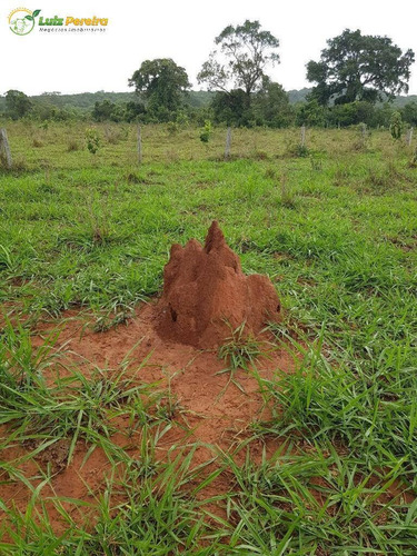 Imagem 3 de 8 de Fazenda À Venda Em Dois Irmãos Do Buriti - Ms - 375 Hectares - 2132