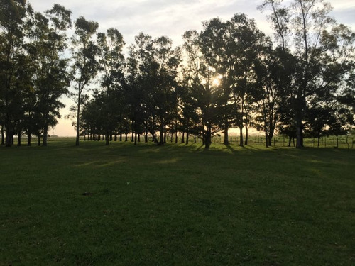 Imagen 18 de 23 de Campo En Venta En Lobos