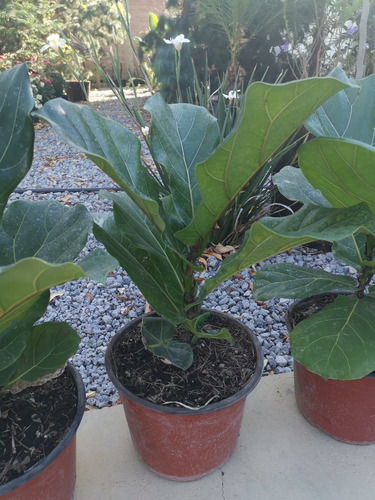 Ficus Pandurata (planta Pandurata)