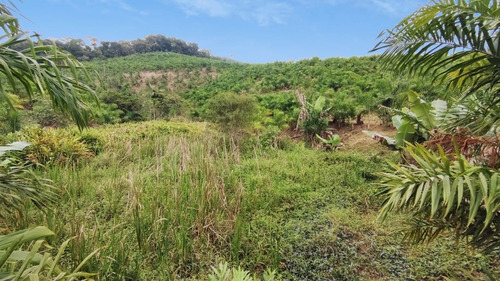 Imagem 19 de 28 de Linda Chácara No Vila Nova | Terreno Com 204.700 M² | Próximo Ao Bar Do Canarinho - Sa01954 - 69526825