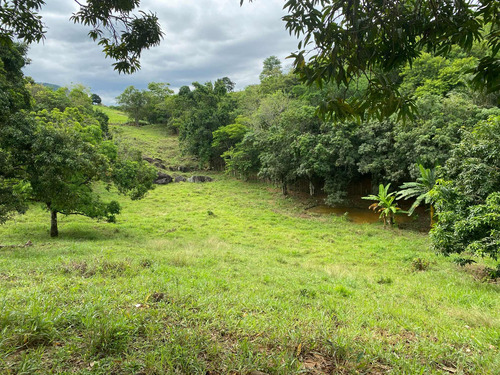 Terreno Com Pomar E Nascente