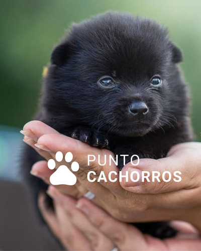 Ovejero Belga 7 Negro