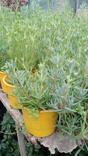 50 Plantas Para Jardines Verticales