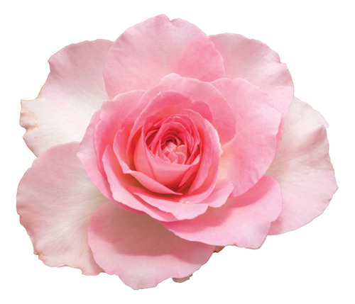Fragancia Rosas Rose Esencia Premium Exclusiva Cremas 100g