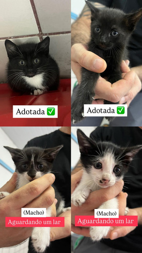Gatos Fofinhos Para Adoção