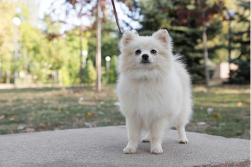  Cachorros Pomerania Mini Lulu Blanco Perros San Gil