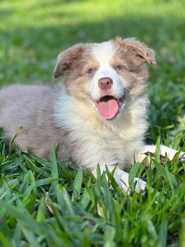 Border Collie Lilac Y Blue ! Padres Importados