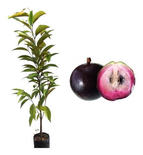 Muda De Abiu Roxo 2 Unidades