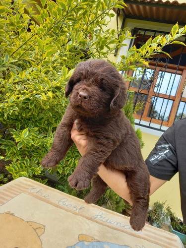 Cachorro Terranova Macho Med,bog,cali Animal Pets Colombia