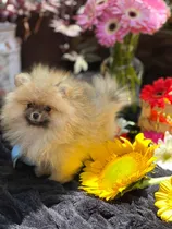 Comprar Cachorros Pomerania Hembra Y Macho Cara De Oso .