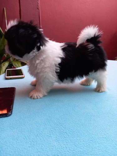 Shih Tzu Machos