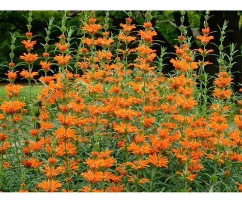 Leonotis , Cola De León