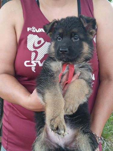 Cachorra Ovejero Aleman