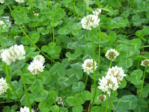 1 Kg.  Semillas De Trifolium Repens - Trebol Blanco Cod 90-a