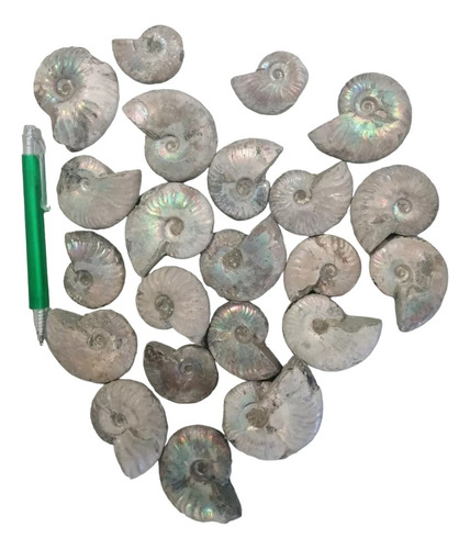 Ammonite Por Kilo Gris