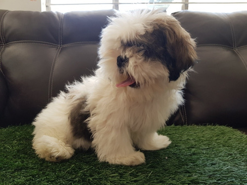 Shih Tzu Shitzu Shihtzu Chitzu Cachorros