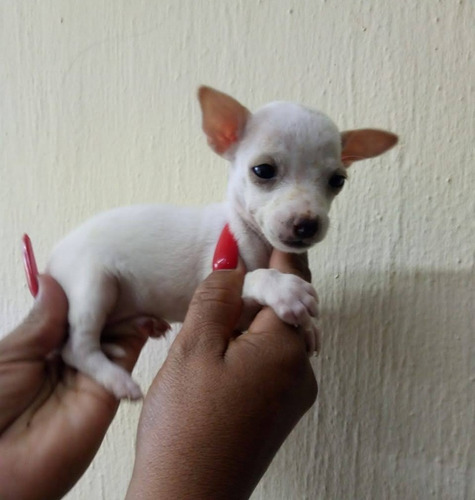 Chihuahua Cachorros Cabeza De Manzana Vip Característico