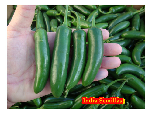 Combo Pimientos 7 Variedades (215 Semillas Cal. Profesional)