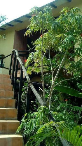 Imagen 9 de 13 de Venta De Posada En Choroni, Estado Aragua. Bella Y Centrica.