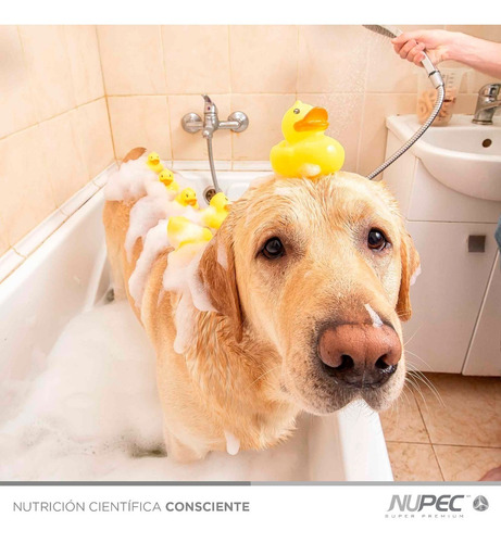 Imagen 3 de 3 de Shampoo Antipulgas Essentials 500 Ml Para Perro