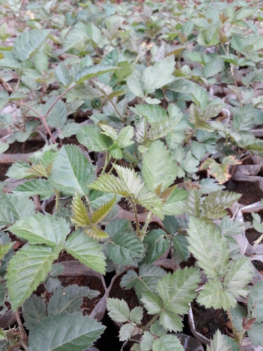 Plantas De Zarzamora Tupy Paquete De22