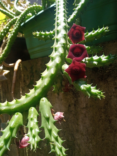 Suculenta(huernia Keniensis) Flor De Dragão Muda Adulta | Parcelamento sem  juros