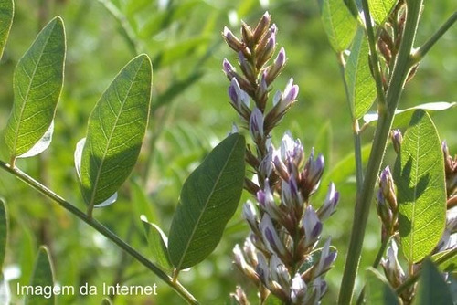 O Alcaçuz (glycyrrhiza Glabra) 100 Gr (ervas Para Chá)