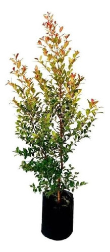 Eugenia Arbusto 60/ 70cm Aprx  Cerco Vivo 3 Litros