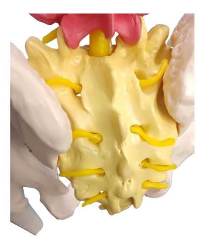 Imagem 5 de 8 de Coluna Vertebral Colorida Flexível C/ Cabeça Do Femur + Base