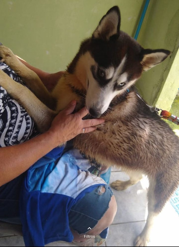 Imagem 3 de 3 de Husky Siberiano Fêmea