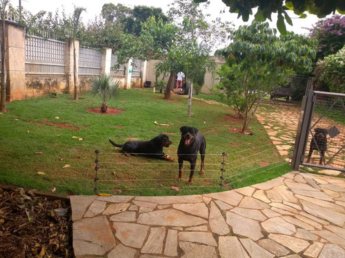 Rottweiler Filhotes