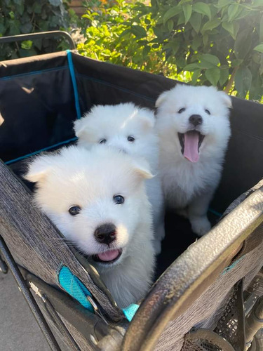 Cachorros Samoyedo Pachoncitos 