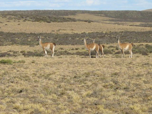 Inmobiliaria Comodoro - Estancia Productiva Próxima A Gobernador Gregores