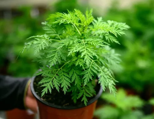 1 Planta De Artemisia Annua 15-20 Cm Lista Para Plantar