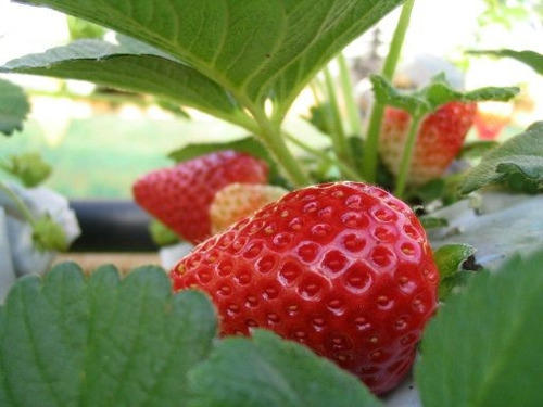 Óleo Emulsionado Vegetal Para Jardim Plantas 5 Litros