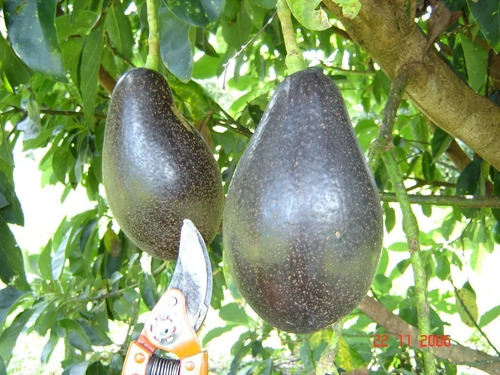 1 Arbolito De Aguacate Criollo Gigante Piel De Papel Raro